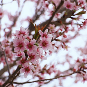 福島の桃源郷 “花を見る山” が今、春満開